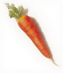 Carrot